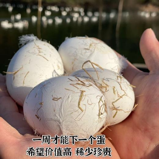 土家高山散养土鹅蛋【顺丰发货】 商品图4