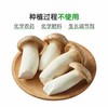 有机杏鲍菇 商品缩略图3