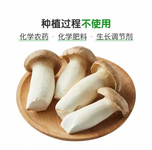 有机杏鲍菇 商品图3
