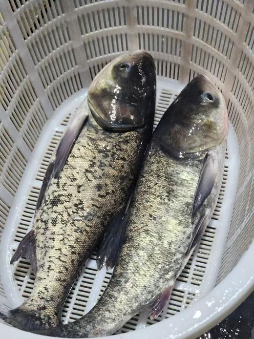【每周五发货】千岛湖大鱼头丨活鱼现杀现发，超大个头，炖鱼头汤，剁椒鱼头，鱼头又肥又嫩，整个（3斤+）/半个（1.5斤+）⭐️顺丰快递 商品图8