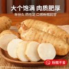 在菌屋 云南昭通新鲜天麻500g 现挖特大麻王 真空包装 商品缩略图4