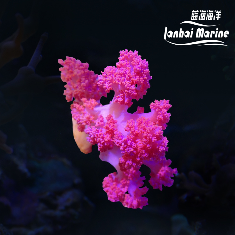 粉水桃花-人工