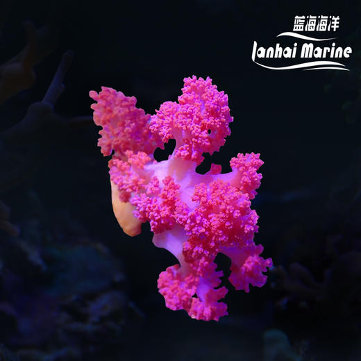 粉水桃花-人工 商品图0
