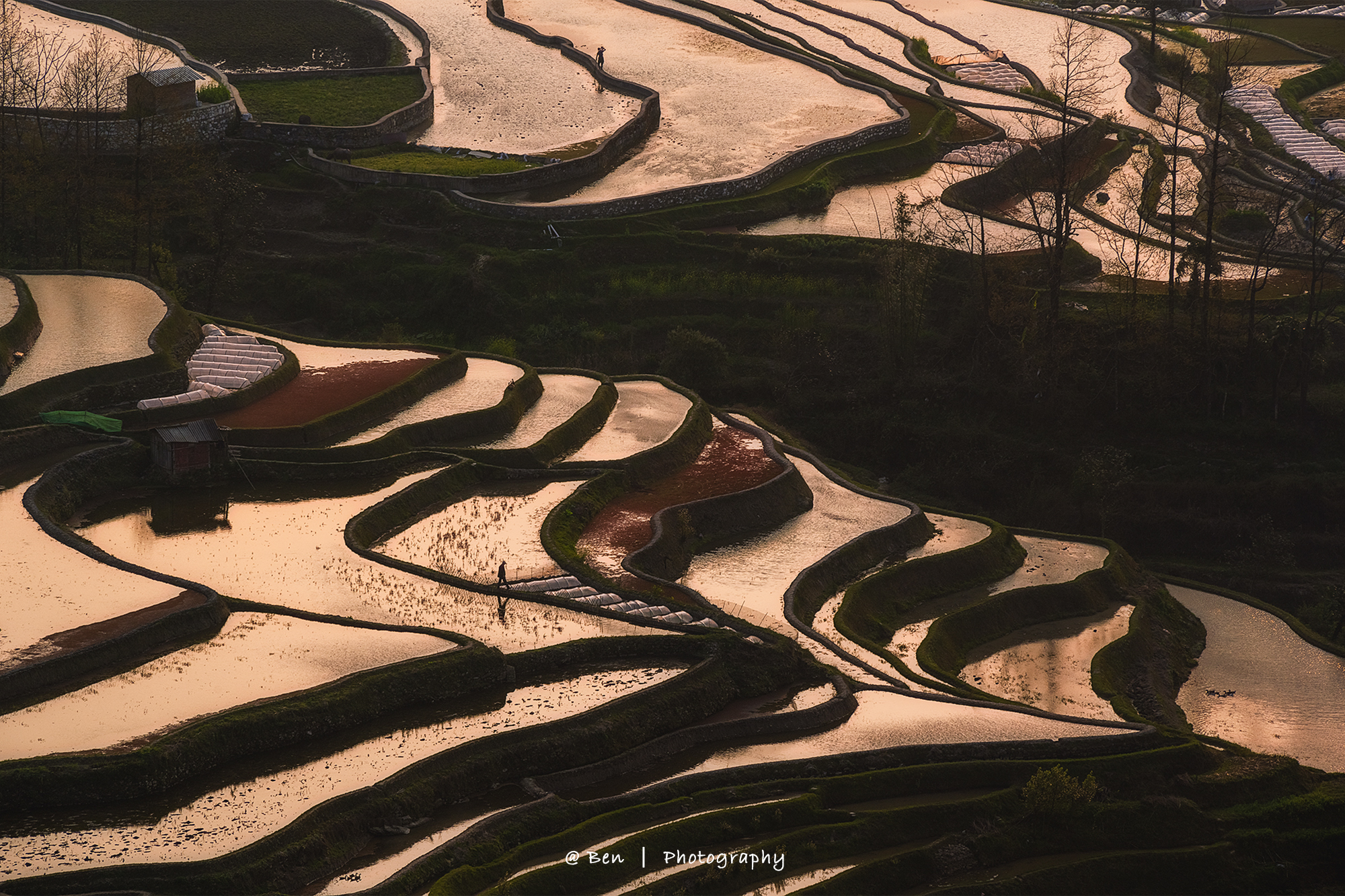 元阳梯田“灌水期”（多依树、老虎嘴、坝达、蓝梯田）5天精品摄影团