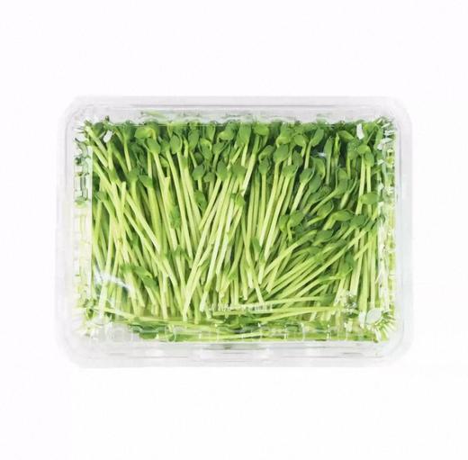 有机豌豆苗 商品图4