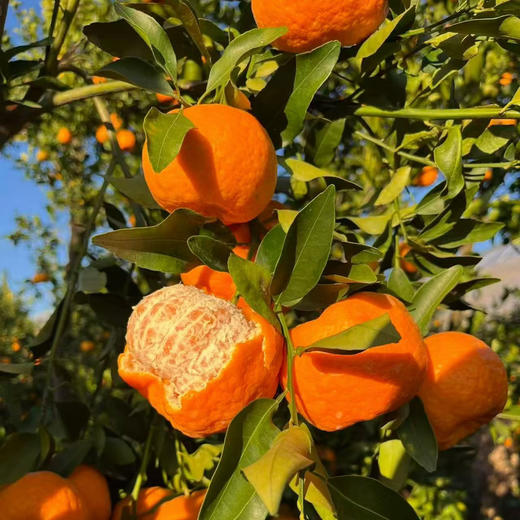 大理宾川椪柑 香甜可口 爆汁 现摘带叶 精选  包邮 商品图10