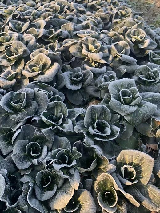 上霜青菜（1份，约500g） 商品图1