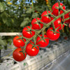 北京  串收樱桃番茄  多规格任选 商品缩略图3