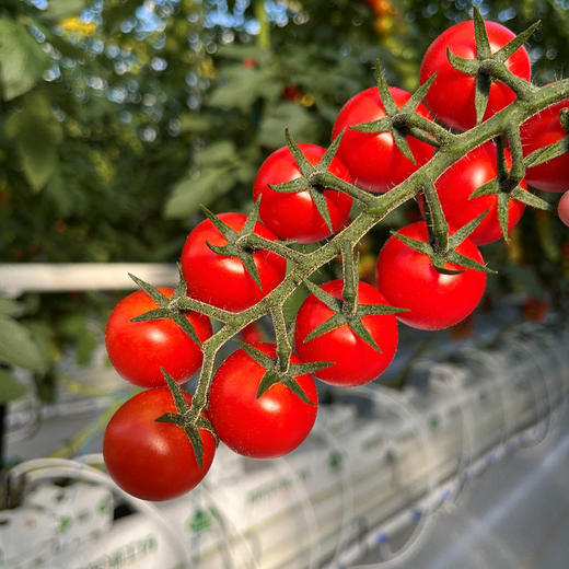 北京  串收樱桃番茄  多规格任选 商品图3