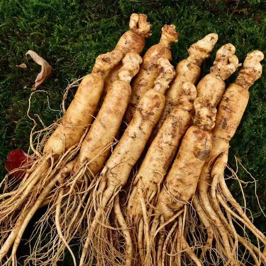 长白山鲜人参 商品图0