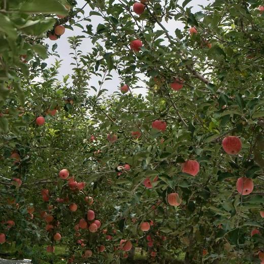 瑕疵果  010宁夏沙坡头旱苹果  表皮带瑕疵 干伤疤 裂痕 上色程度不高等  可烤苹果干 美食搭配 非标准商品果 商品图2