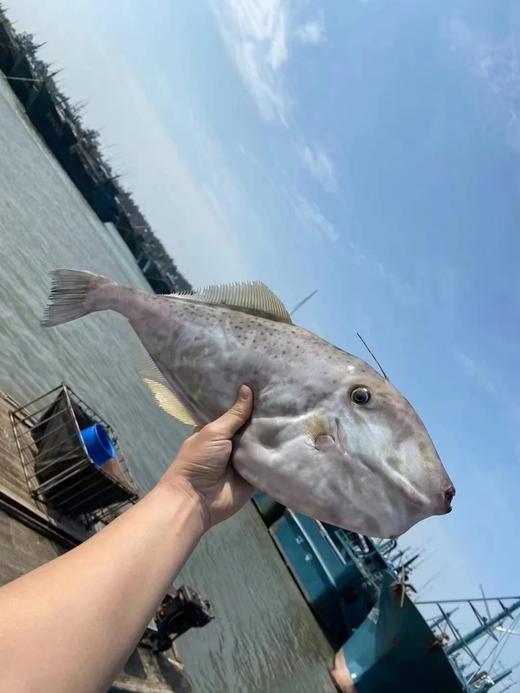 & 【大扒皮鱼/耗儿鱼】🐠鲜杀去肚去皮，处理好。肉香不柴肉，深受大家喜欢的一款海鱼 商品图1