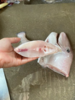 & 【大扒皮鱼/耗儿鱼】🐠鲜杀去肚去皮，处理好。肉香不柴肉，深受大家喜欢的一款海鱼 商品缩略图6