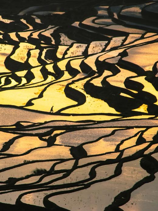 云南界头油菜花、边境瑞丽&芒市“异国”风情、神秘哀牢山“暮光森林”、临沧云海、元阳梯田光影8天摄影团 商品图10