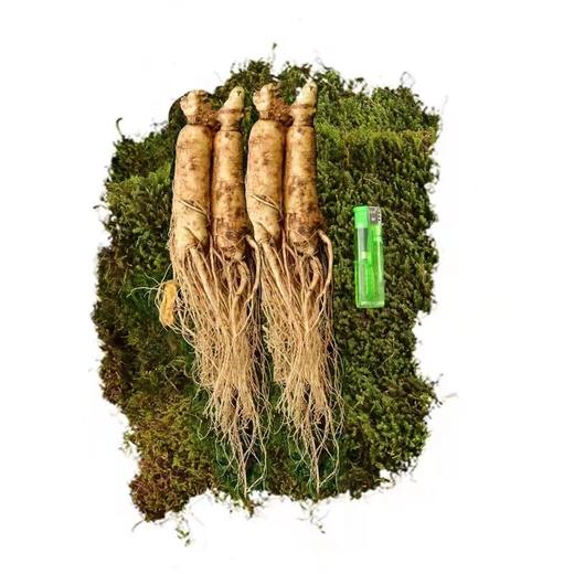 长白山鲜人参 商品图2