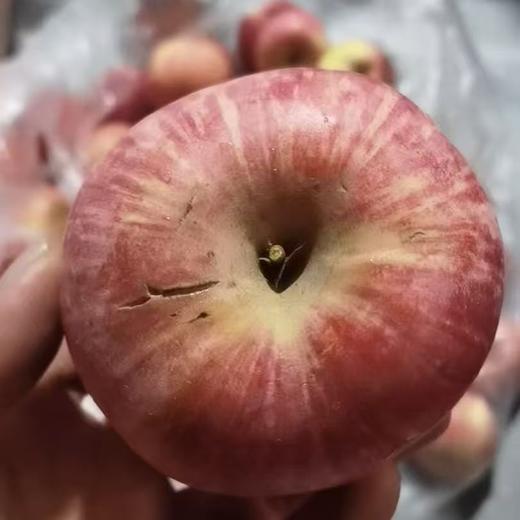 瑕疵果  010宁夏沙坡头旱苹果  表皮带瑕疵 干伤疤 裂痕 上色程度不高等  可烤苹果干 美食搭配 非标准商品果 商品图6