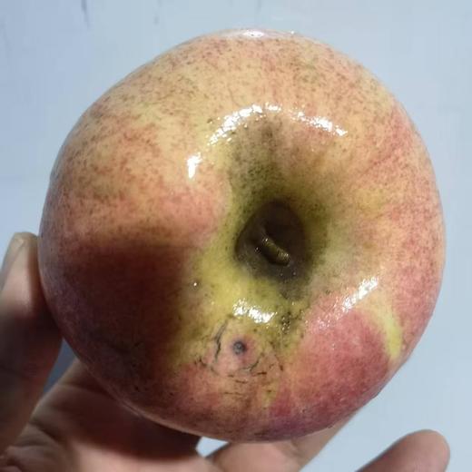 瑕疵果  010宁夏沙坡头旱苹果  表皮带瑕疵 干伤疤 裂痕 上色程度不高等  可烤苹果干 美食搭配 非标准商品果 商品图5