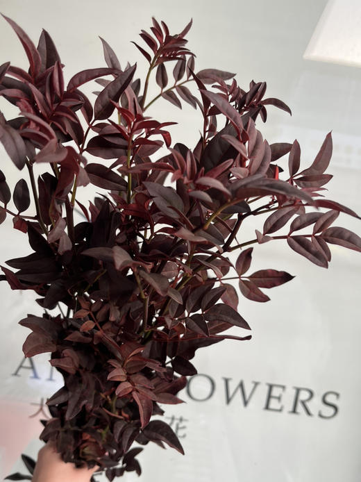 国产叶材-【秋色九星叶】 商品图2