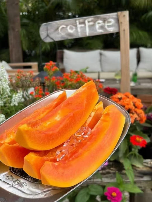 【海南喜原木瓜】天然生长新鲜采摘 商品图1