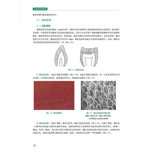 口腔组织病理学 第2二版 （高职高专口腔医学/口腔医学技术专业第二轮教材）周晓 侯菊花 主编 9787521456134 中国医药科技出版社 商品图4