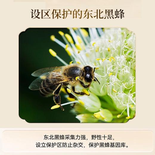 同仁堂东北黑蜂礼盒（98克×5/盒） 商品图3
