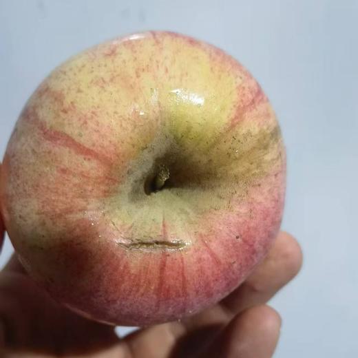 瑕疵果  010宁夏沙坡头旱苹果  表皮带瑕疵 干伤疤 裂痕 上色程度不高等  可烤苹果干 美食搭配 非标准商品果 商品图4