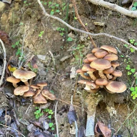 东北有机野生榛蘑【纯野生，稀有品，量较少】 商品图5