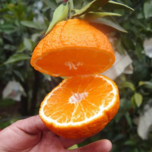 四川.不知火丑橘#新鲜采摘，个大易剥皮，肉质脆嫩，酸甜爽口～ 商品图3