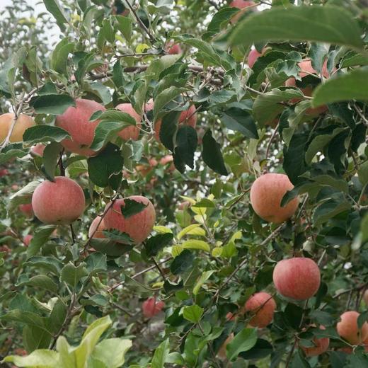 瑕疵果  010宁夏沙坡头旱苹果  表皮带瑕疵 干伤疤 裂痕 上色程度不高等  可烤苹果干 美食搭配 非标准商品果 商品图1