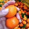 【9斤更超值❗新鲜砂糖橘】一口咬下去，满嘴果香，好吃到停不下来！新鲜橘子当季水果，金秋蜜桔无籽小沙糖桔子整箱L 商品缩略图3