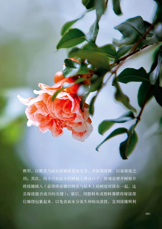 花语中国 依托诗词古籍中的花语意象与逸闻趣事，解码中国人藏在花卉中的文化基因与情感密码 商品图2