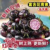 【不一样的美味❗新鲜云南红果参】好品质来自好产地，应季水果红果参，果肉密实多汁，酸甜可口，营养价值高，稀有水果蜘蛛果包邮应当季红果参L 商品缩略图0