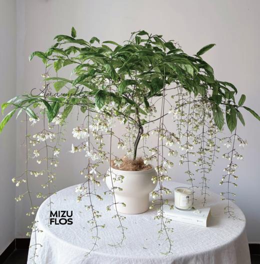 MIZU PLANTS SELECT-超美垂丝茉莉 商品图0