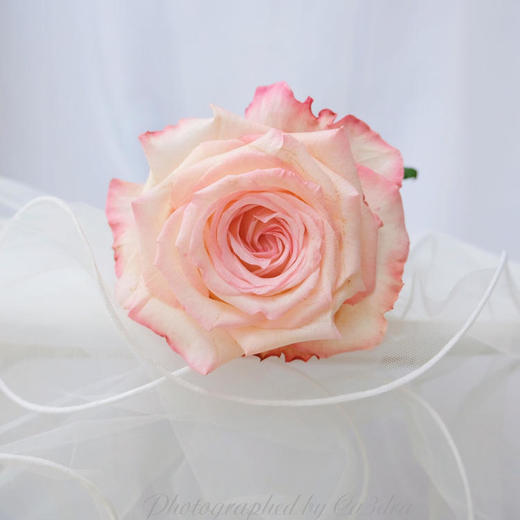 肯尼亚进口玫瑰花JOYCE乔伊斯12支 商品图3