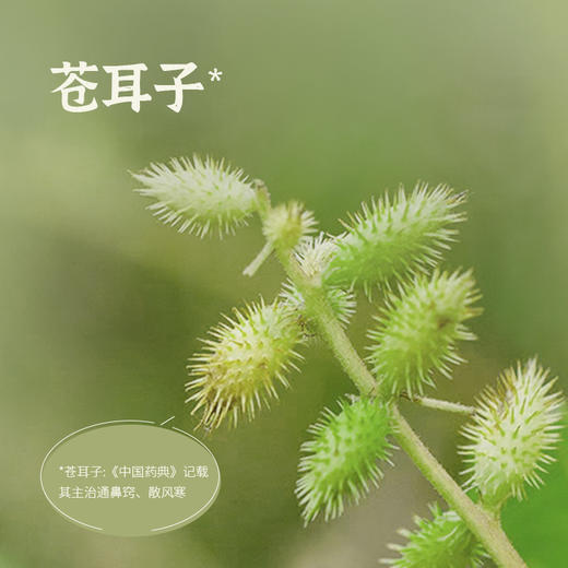 护鼻双效组（桃苓玉屏膏+苍耳子精油） 商品图6