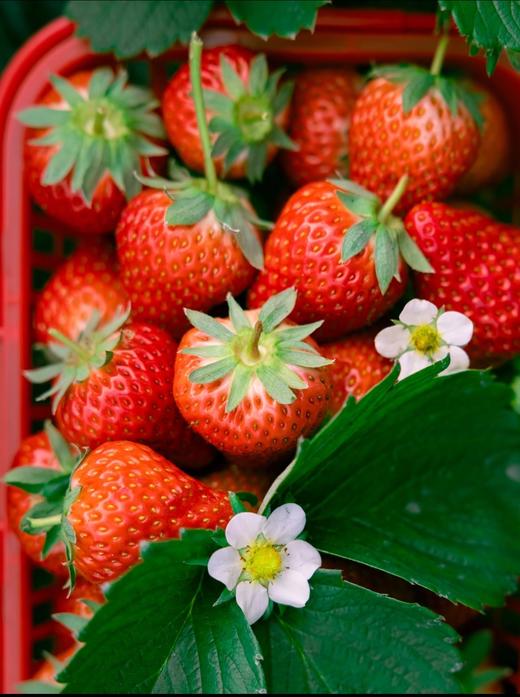 【京小莓·草莓】惊喜上线，圣诞红草莓-2-2.5斤/礼盒装-3小盒45枚大果，果香浓郁，甜度高 商品图3