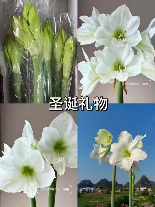 国产朱顶红鲜切花2支 商品图14