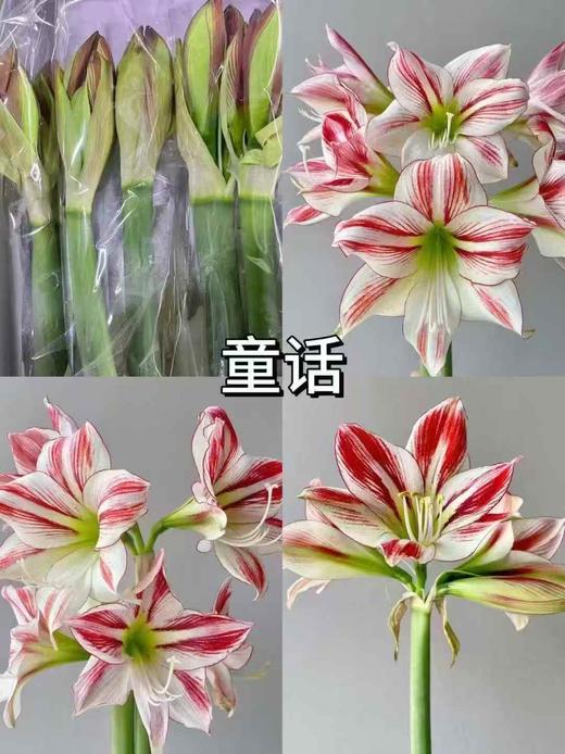 国产朱顶红鲜切花2支 商品图11