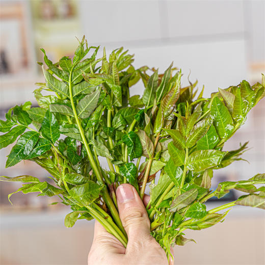 【陕西高山香椿】现摘现发，苔芽粗壮鲜嫩， 商品图1