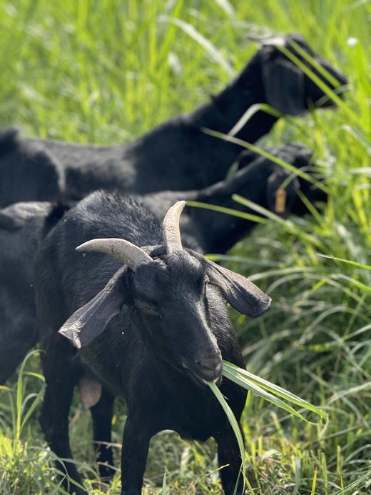 【奕虹心选】【黑山羊.羊肉汤】无抗+无公害黑山羊，四十年实体老店，非遗传承，鲜肉鲜供，大火慢熬8小时，0添加，SGS116项检测，兽残、抗生素、激素均为0 商品图3