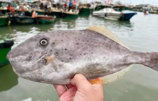 & 【大扒皮鱼/耗儿鱼】🐠鲜杀去肚去皮，处理好。肉香不柴肉，深受大家喜欢的一款海鱼 商品图2