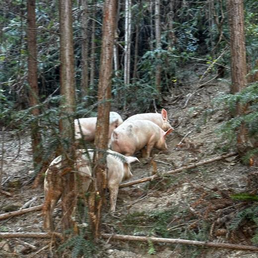 土猪肉预定！预计1.31号/2.1号发货！【衢州农家土猪肉】公司小伙伴爸妈在老家养的正宗土猪，吃草粮养足一年，膘肥体壮，鲜香美味！多部位可选，江浙沪皖顺丰包邮~ 商品图1