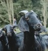 【奕虹心选】【黑山羊.羊肉汤】无抗+无公害黑山羊，四十年实体老店，非遗传承，鲜肉鲜供，大火慢熬8小时，0添加，SGS116项检测，兽残、抗生素、激素均为0 商品缩略图2