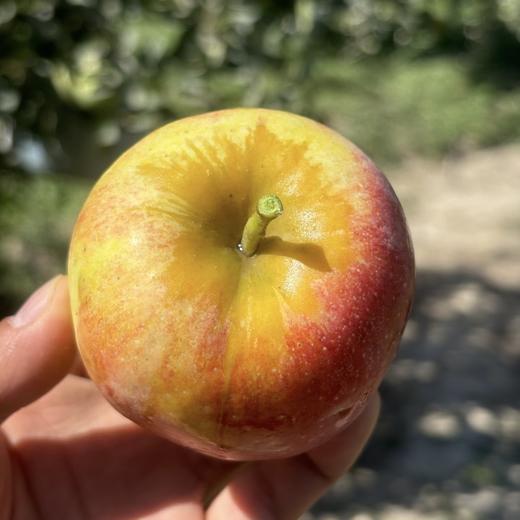 山东香妃苹果   脆甜爽口  果香浓郁   一款又香又甜又又脆的高端苹果，国内很少种植，爱吃苹果的朋友闭眼入 商品图9