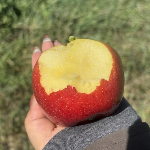 山东香妃苹果   脆甜爽口  果香浓郁   一款又香又甜又又脆的高端苹果，国内很少种植，爱吃苹果的朋友闭眼入 商品图5