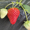 好吃的草莓。一箱三盒 京津冀包邮。其它地址顺丰快递到付 商品缩略图5