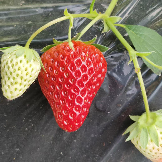 好吃的草莓。一箱三盒 京津冀包邮。其它地址顺丰快递到付 商品图5