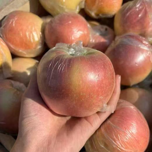 【头茬新果❗️正宗膜袋红富士苹果】产地直供苹果之乡，素以色/香/味俱佳著称，人工精心栽培，天然无污染种植，新鲜孕妇水果，非国产红马果应季红富士苹果L 商品图3