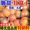 【头茬新果❗️正宗膜袋红富士苹果】产地直供苹果之乡，素以色/香/味俱佳著称，人工精心栽培，天然无污染种植，新鲜孕妇水果，非国产红马果应季红富士苹果L 商品缩略图0