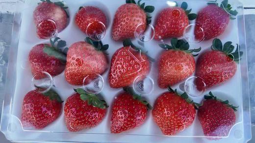 【京小莓·草莓】惊喜上线，圣诞红草莓-2-2.5斤/礼盒装-3小盒45枚大果，果香浓郁，甜度高 商品图1